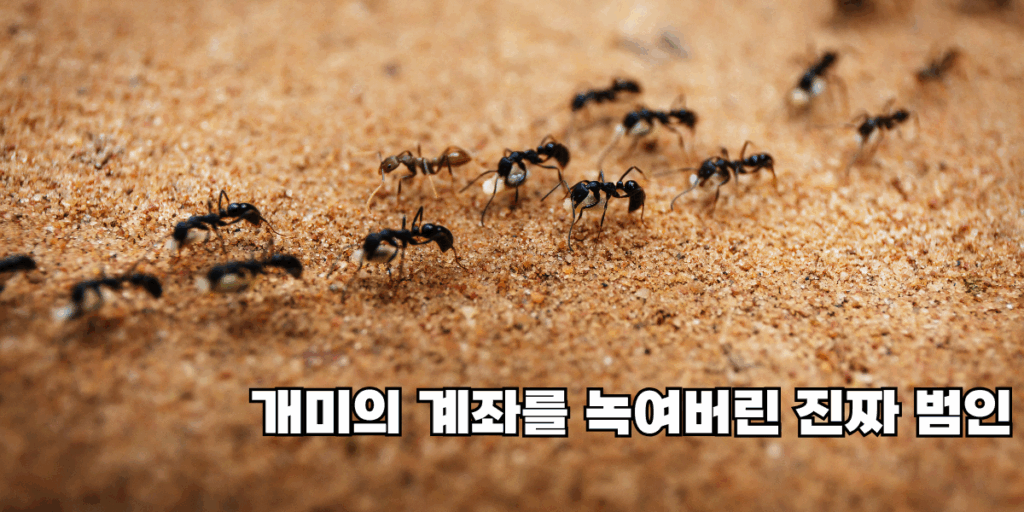 개미의 계좌를 녹여버린 진짜 범인